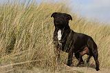 STAFFIE 298